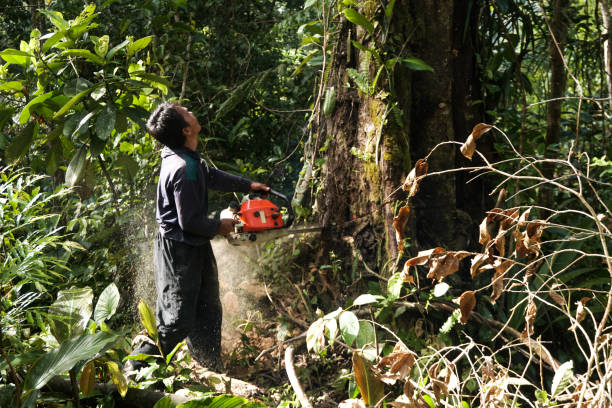 Best Emergency Tree Service  in Holiday Island, AR